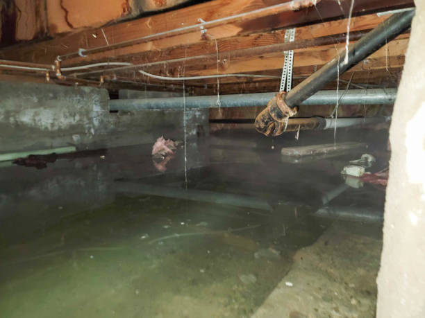 Best Basement water damage restoration  in Bedford, IA